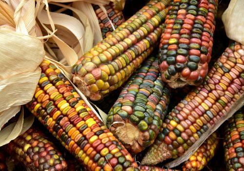 corn-3663086_1280